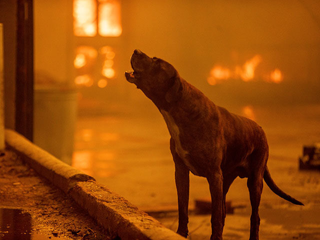 A dog barks as the Eaton Fire destroys a neigbhorhood Wednesday, Jan. 8, 2025 in Altadena,