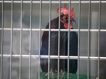 PASADENA, CA - JANUARY 15, 2025 - - A chicken rescued from the Eaton fire now resides at t